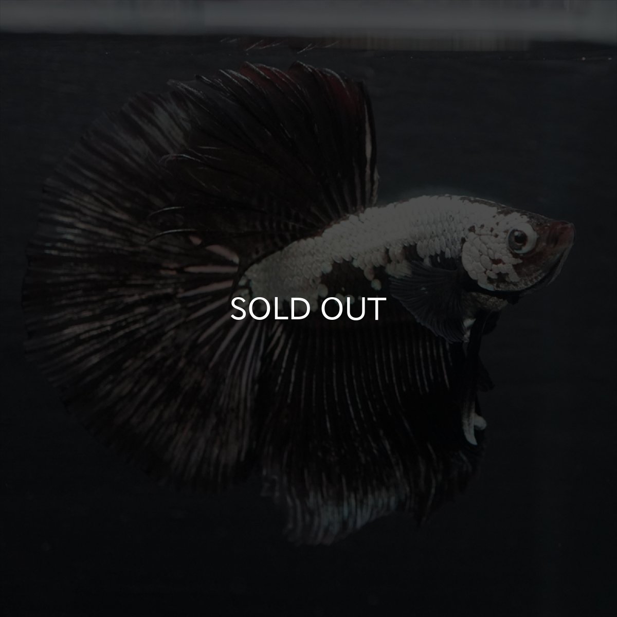 画像11: HM ブラックサムライ (11)