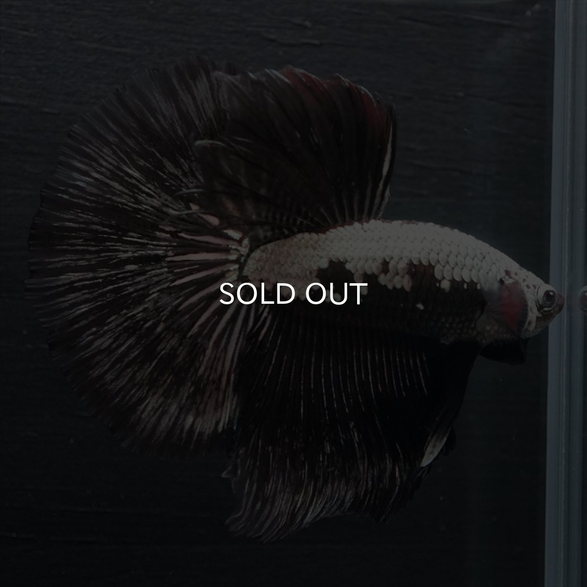 画像10: HM ブラックサムライ (10)