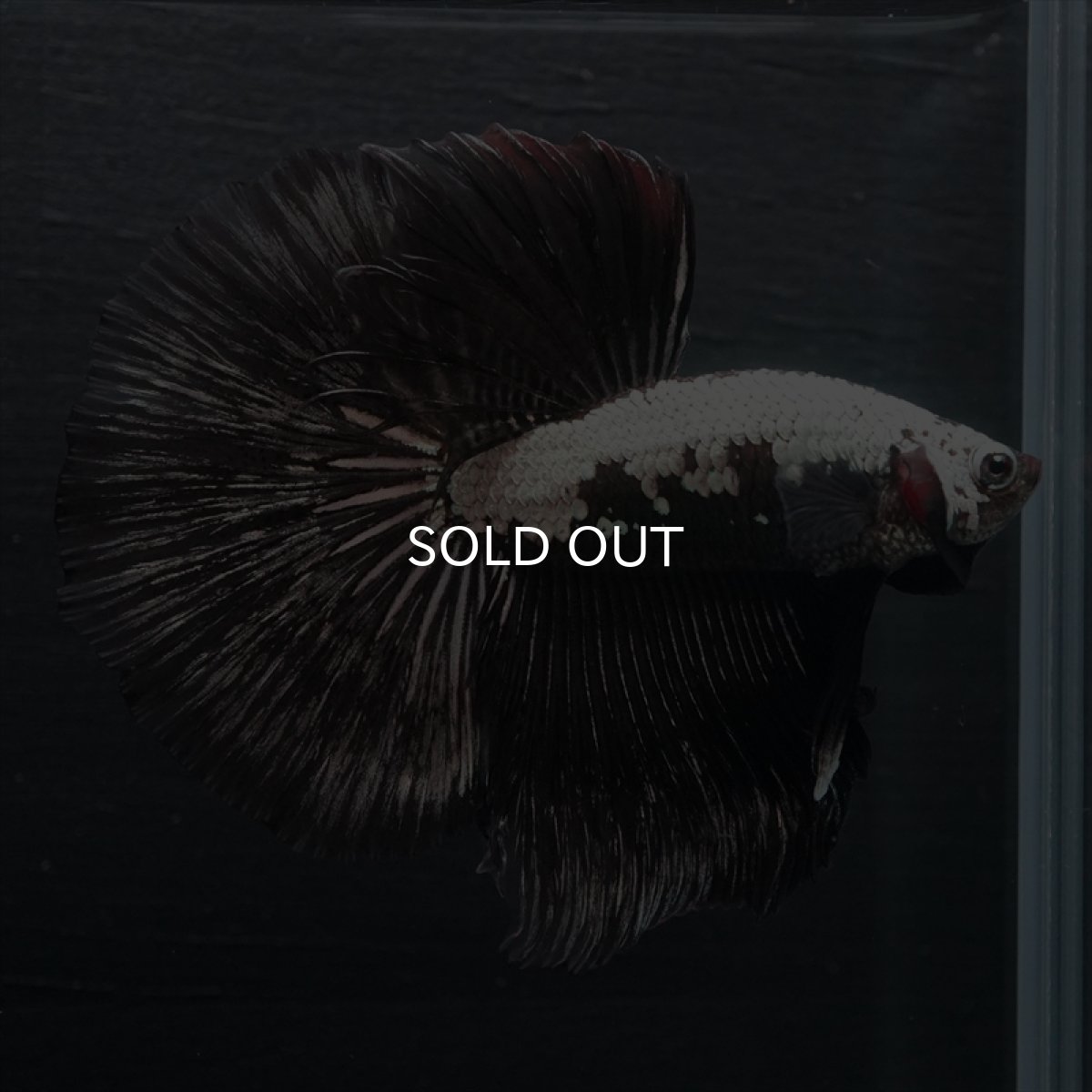 画像9: HM ブラックサムライ (9)