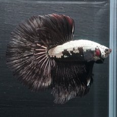 画像9: HM ブラックサムライ (9)