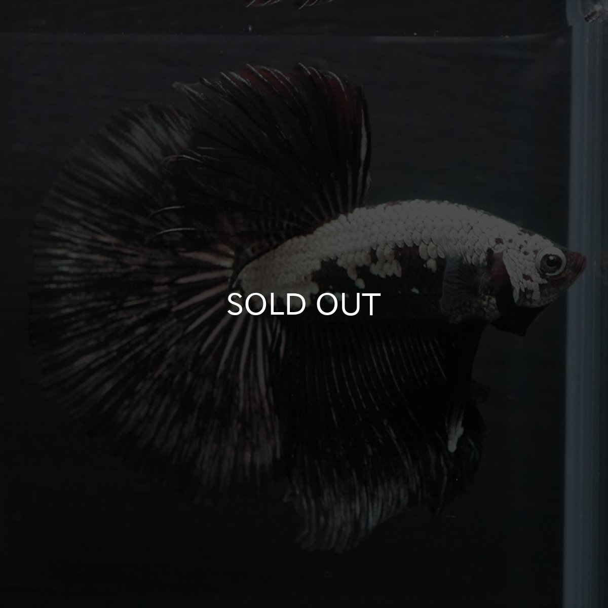 画像8: HM ブラックサムライ (8)