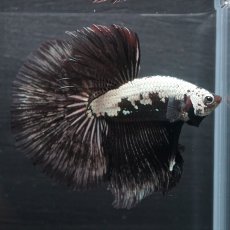 画像8: HM ブラックサムライ (8)