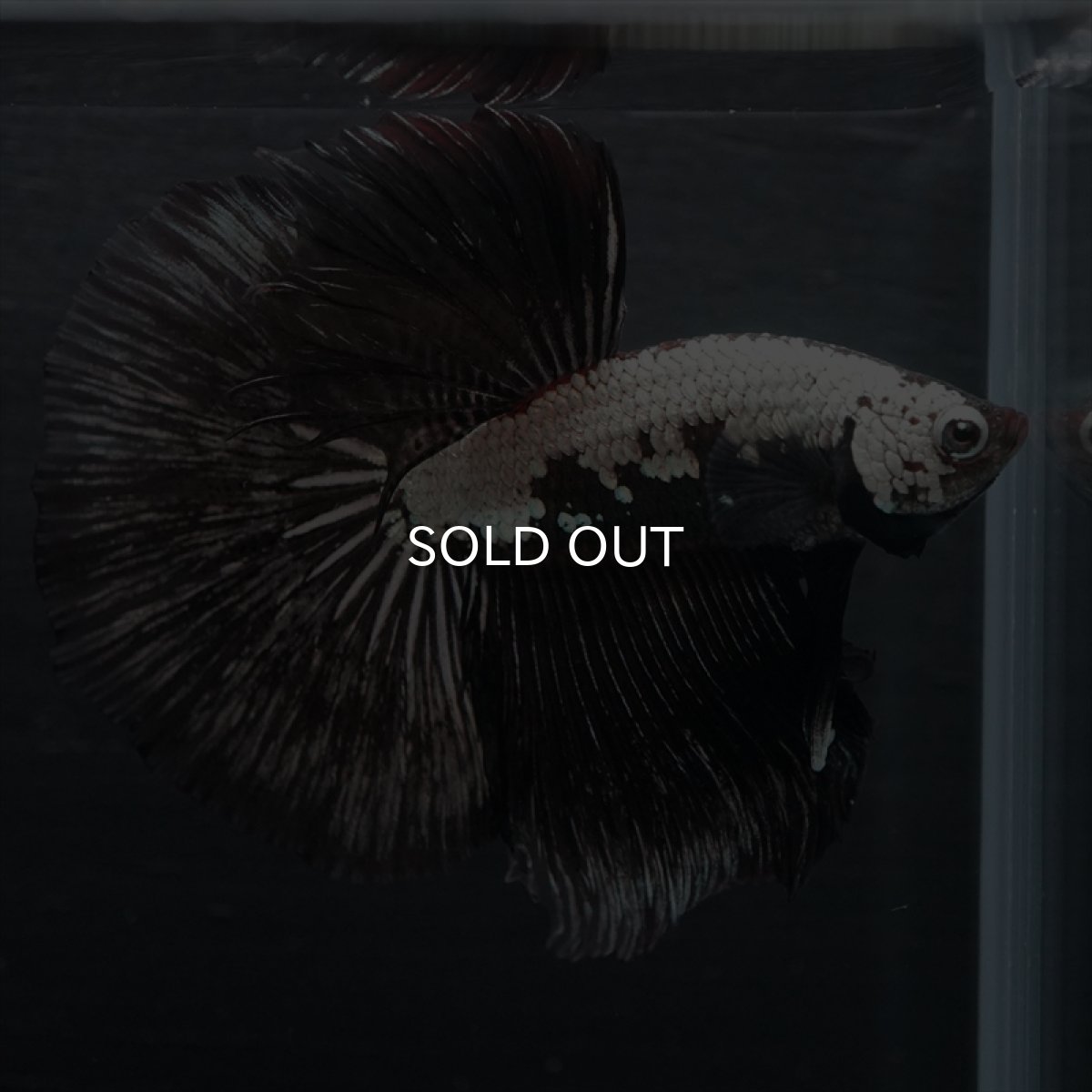 画像7: HM ブラックサムライ (7)