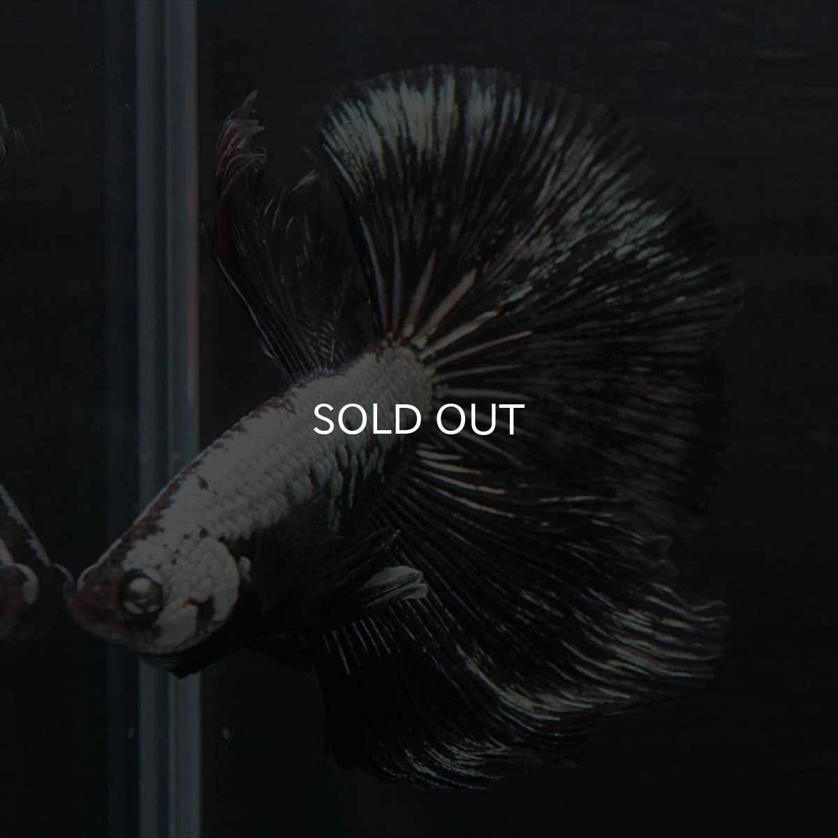 画像2: HM ブラックサムライ (2)