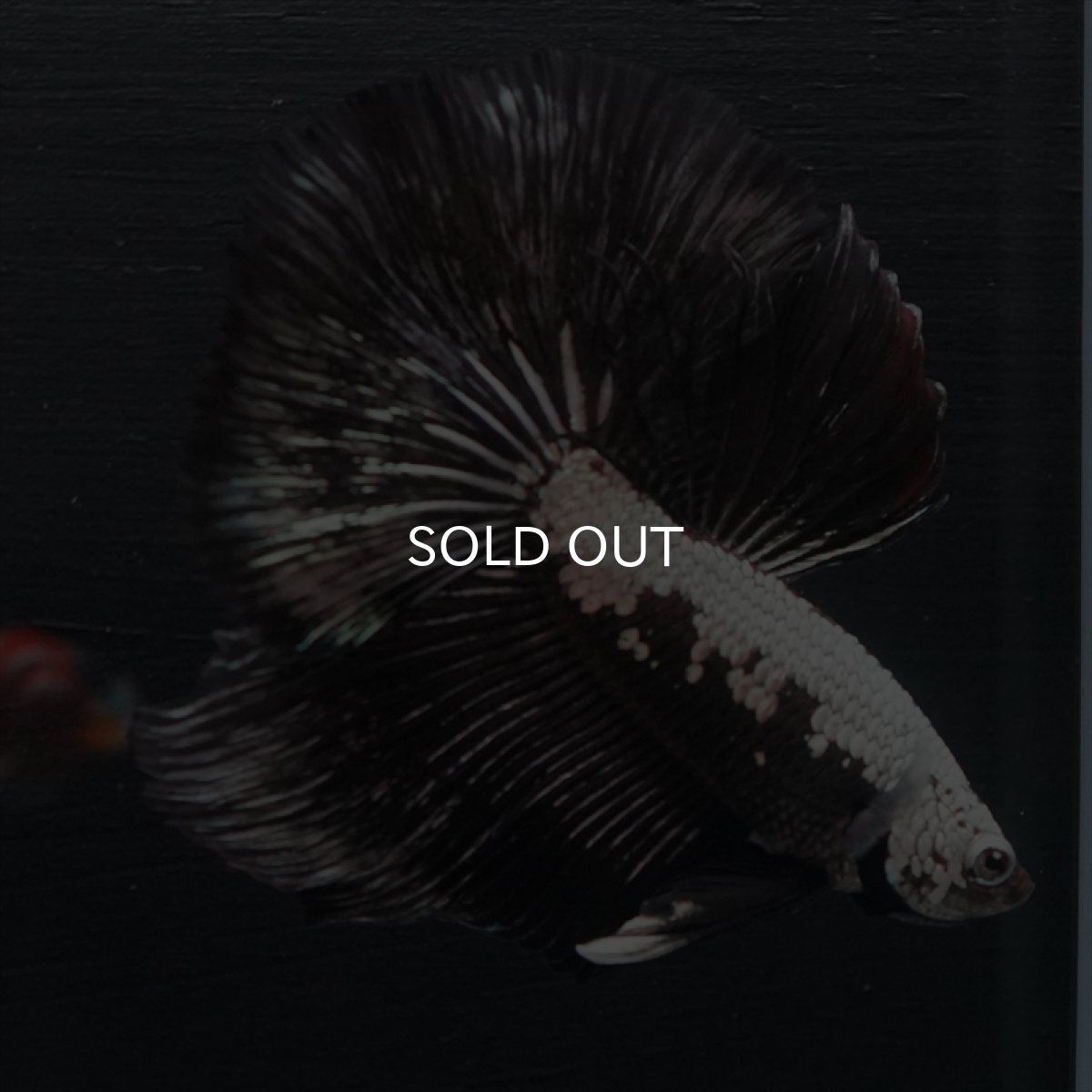 画像6: HM ブラックサムライ (6)