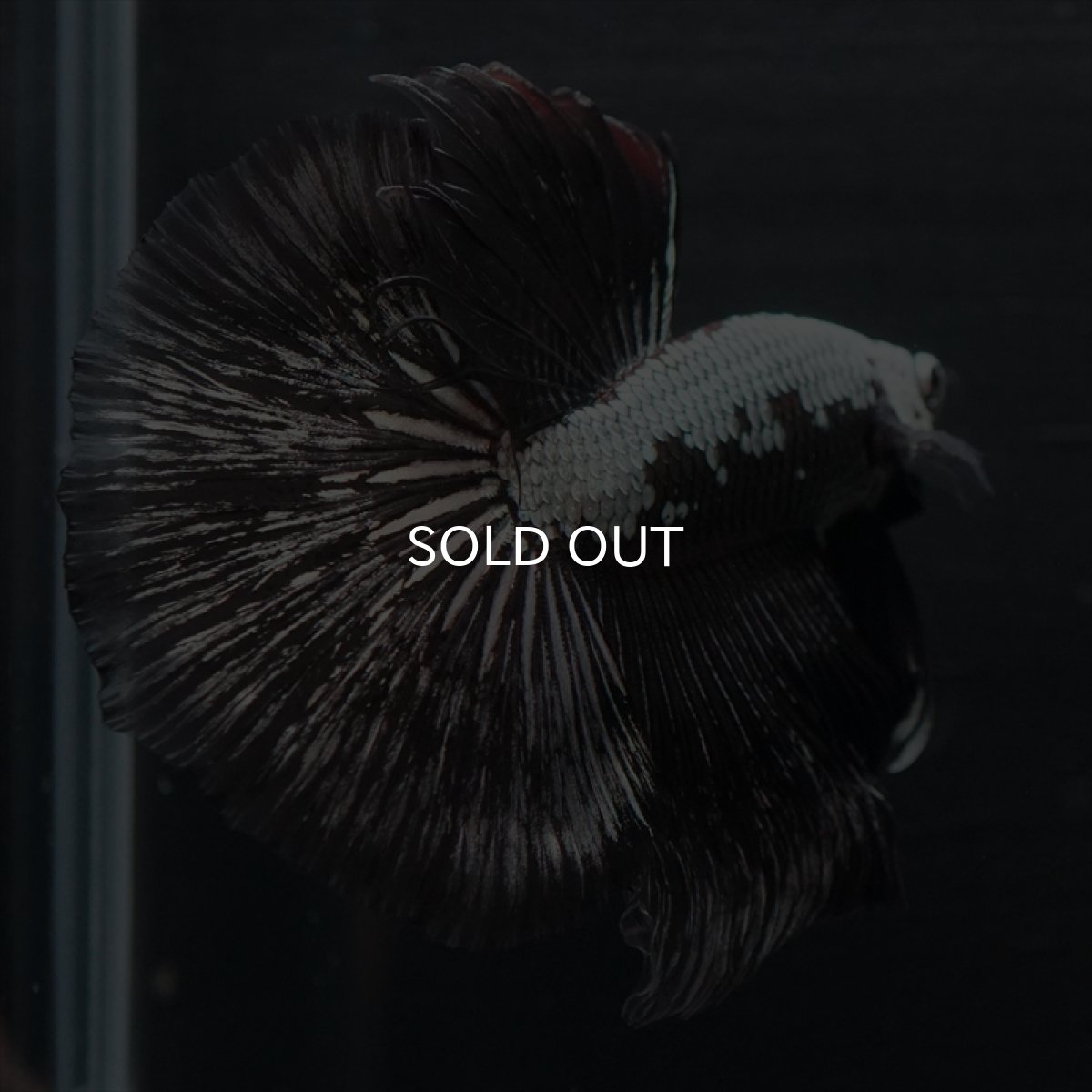 画像5: HM ブラックサムライ (5)