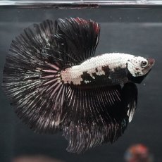 画像1: HM ブラックサムライ (1)