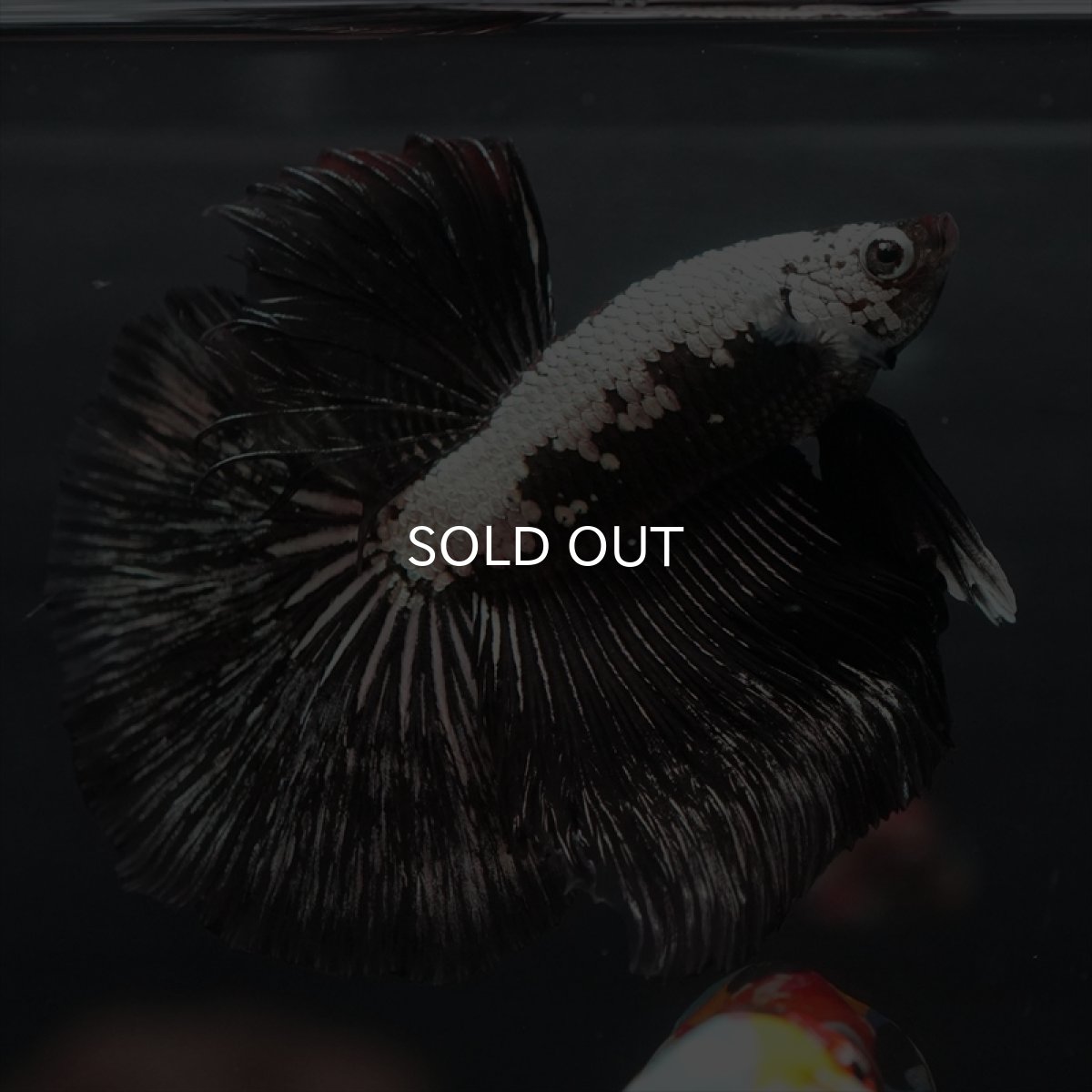 画像4: HM ブラックサムライ (4)