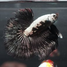 画像4: HM ブラックサムライ (4)