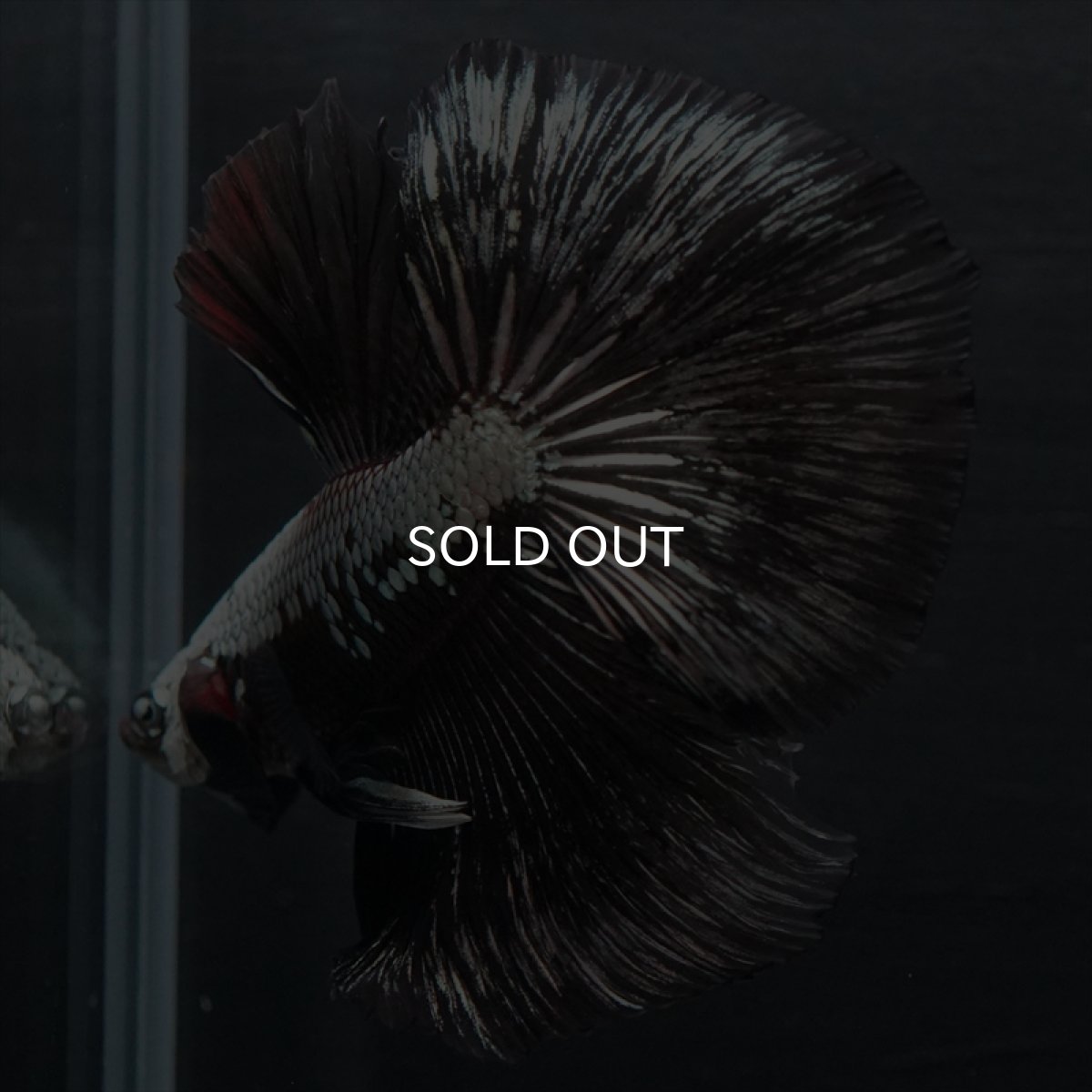 画像3: HM ブラックサムライ (3)