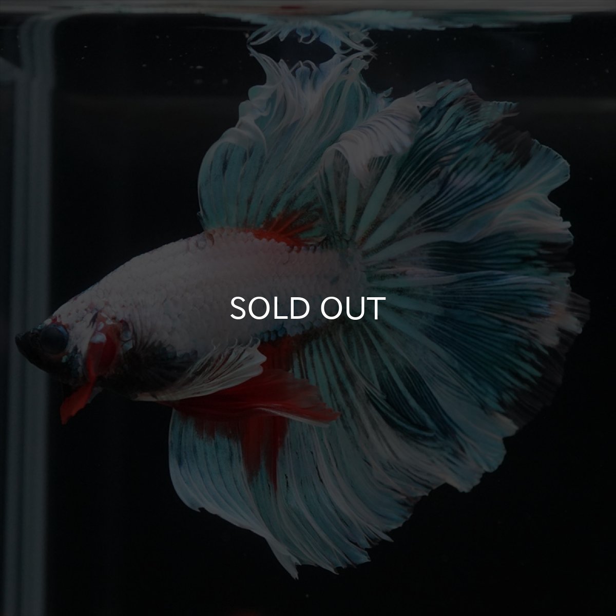 画像3: HM ホワイトファンシー　ローズテール (3)