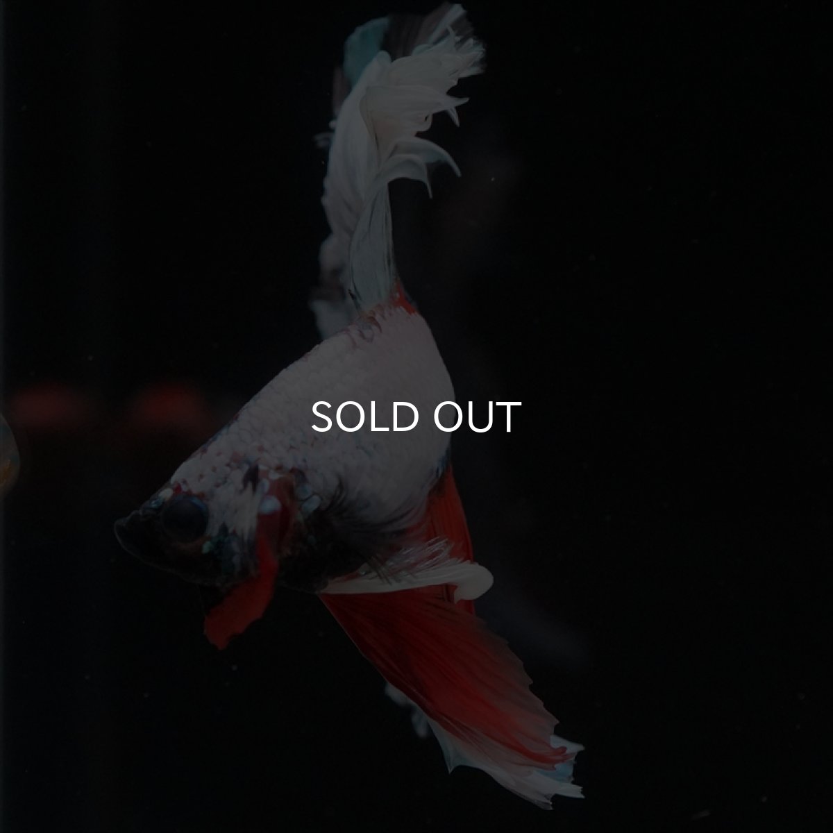 画像12: HM ホワイトファンシー　ローズテール (12)