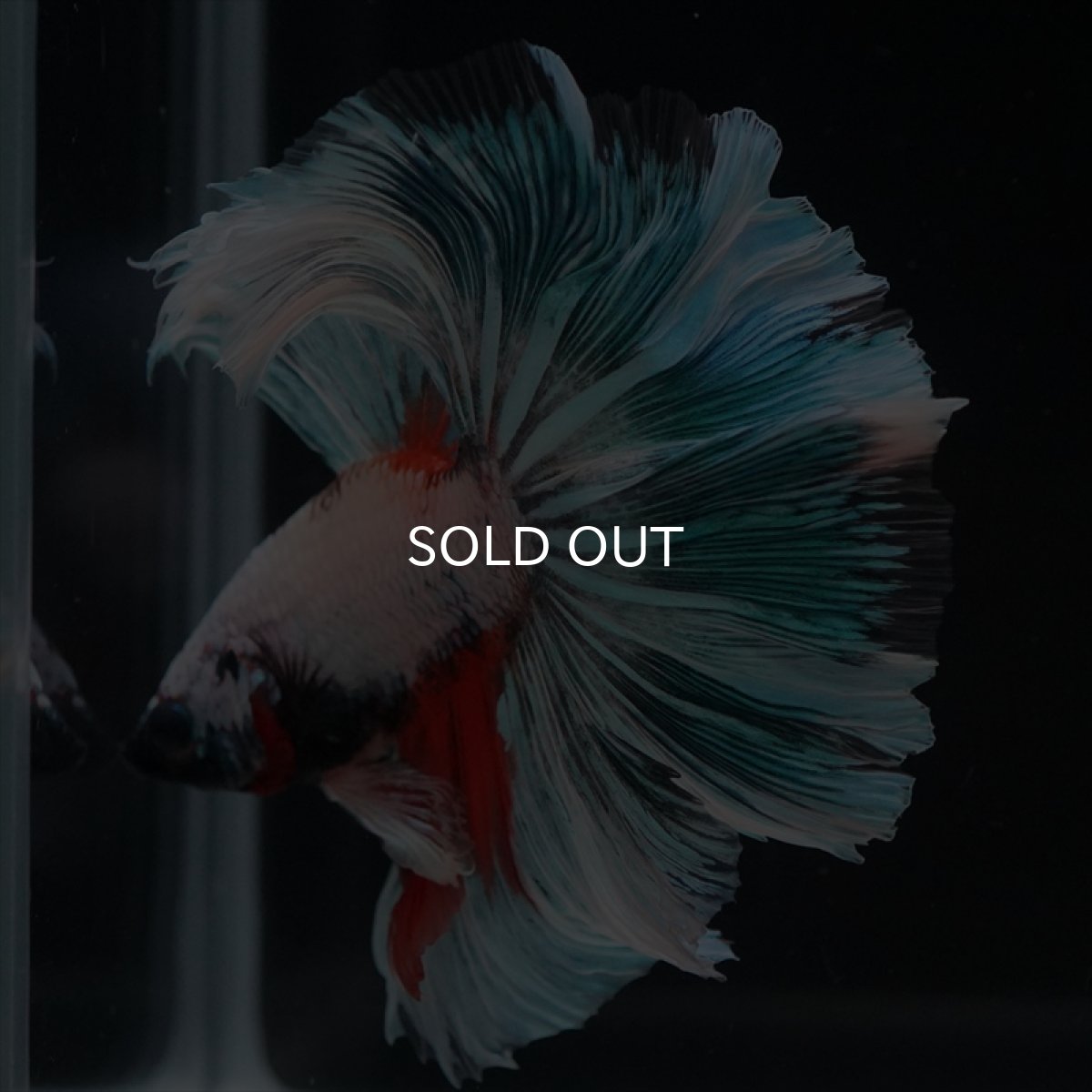 画像11: HM ホワイトファンシー　ローズテール (11)