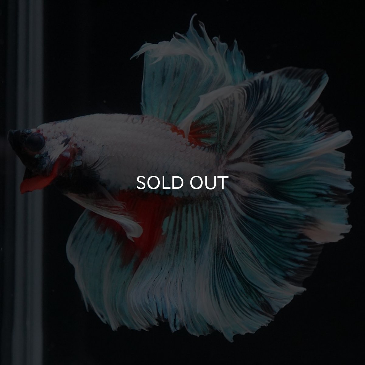 画像10: HM ホワイトファンシー　ローズテール (10)