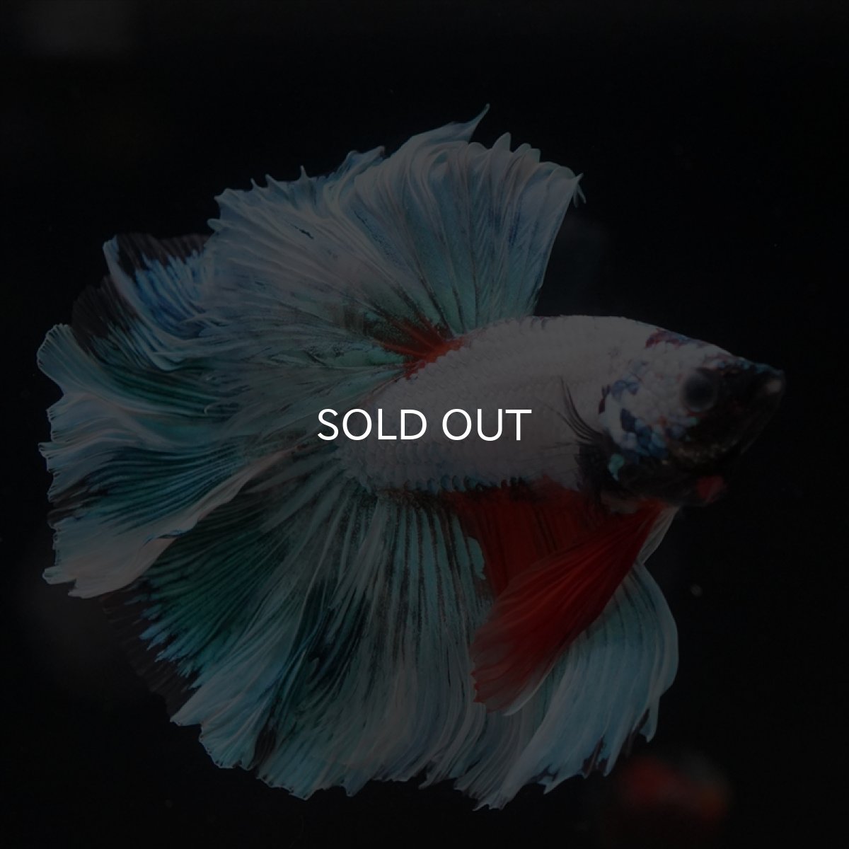 画像9: HM ホワイトファンシー　ローズテール (9)