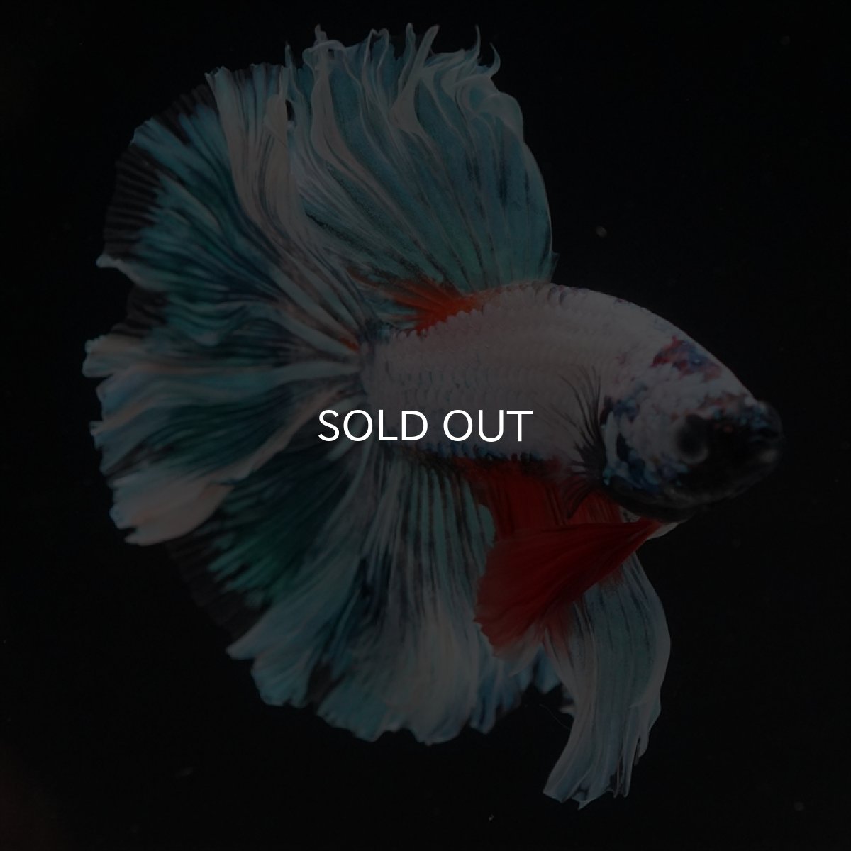 画像8: HM ホワイトファンシー　ローズテール (8)