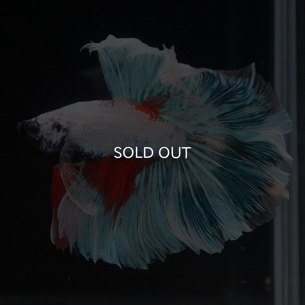 画像7: HM ホワイトファンシー　ローズテール (7)