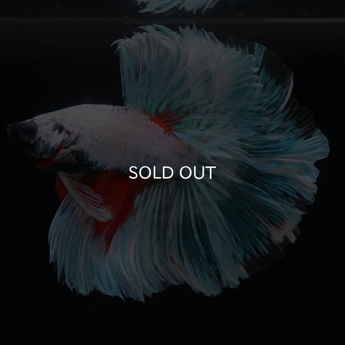 画像2: HM ホワイトファンシー　ローズテール (2)