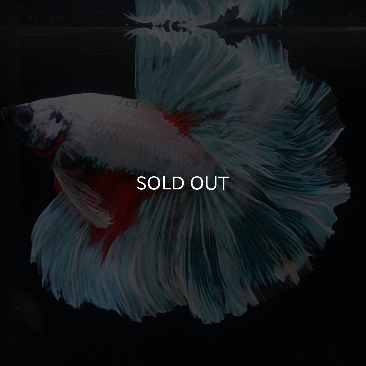 画像6: HM ホワイトファンシー　ローズテール (6)