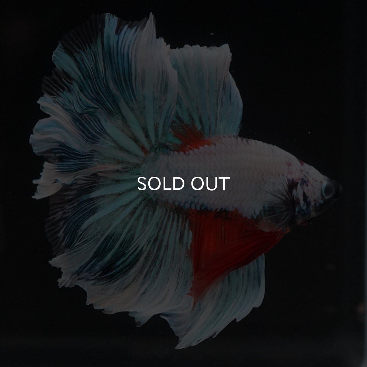 画像5: HM ホワイトファンシー　ローズテール (5)