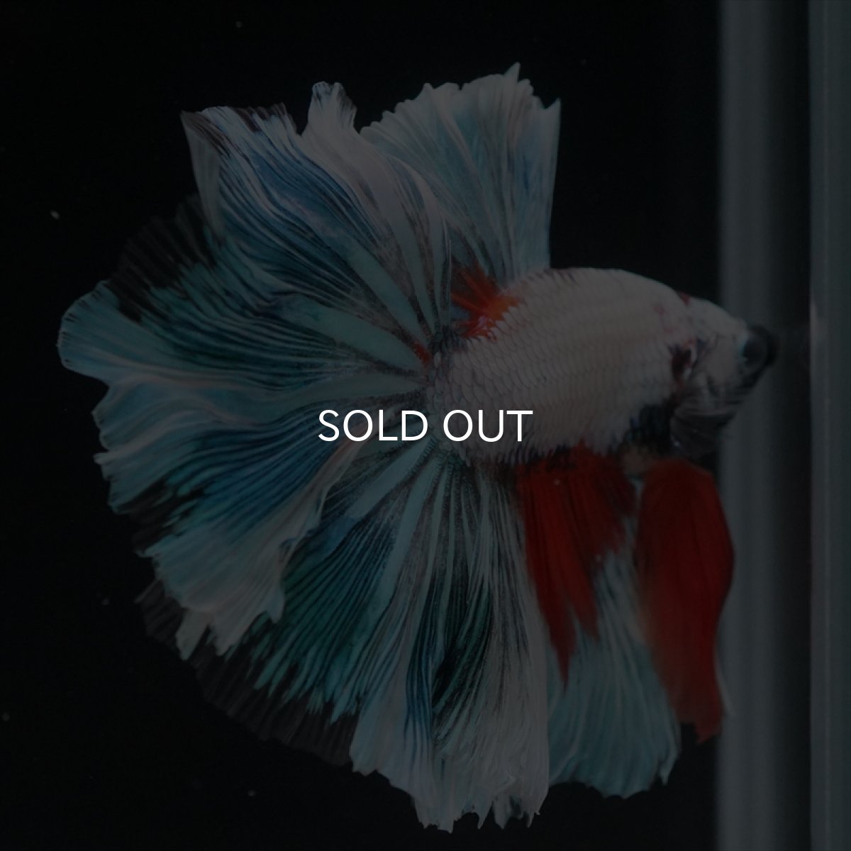 画像4: HM ホワイトファンシー　ローズテール (4)