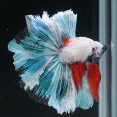 画像4: HM ホワイトファンシー　ローズテール (4)