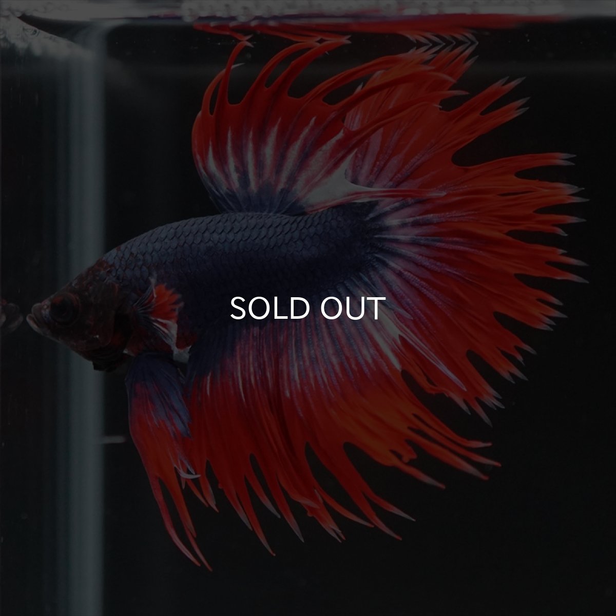 画像7: CT　タイフラッグ (7)