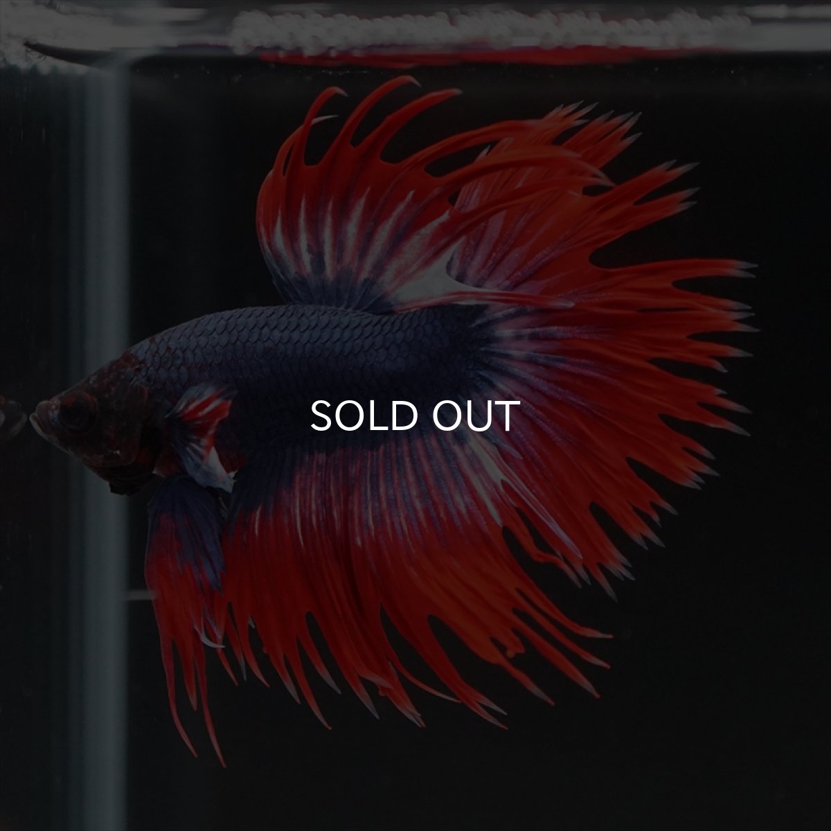 画像6: CT　タイフラッグ (6)