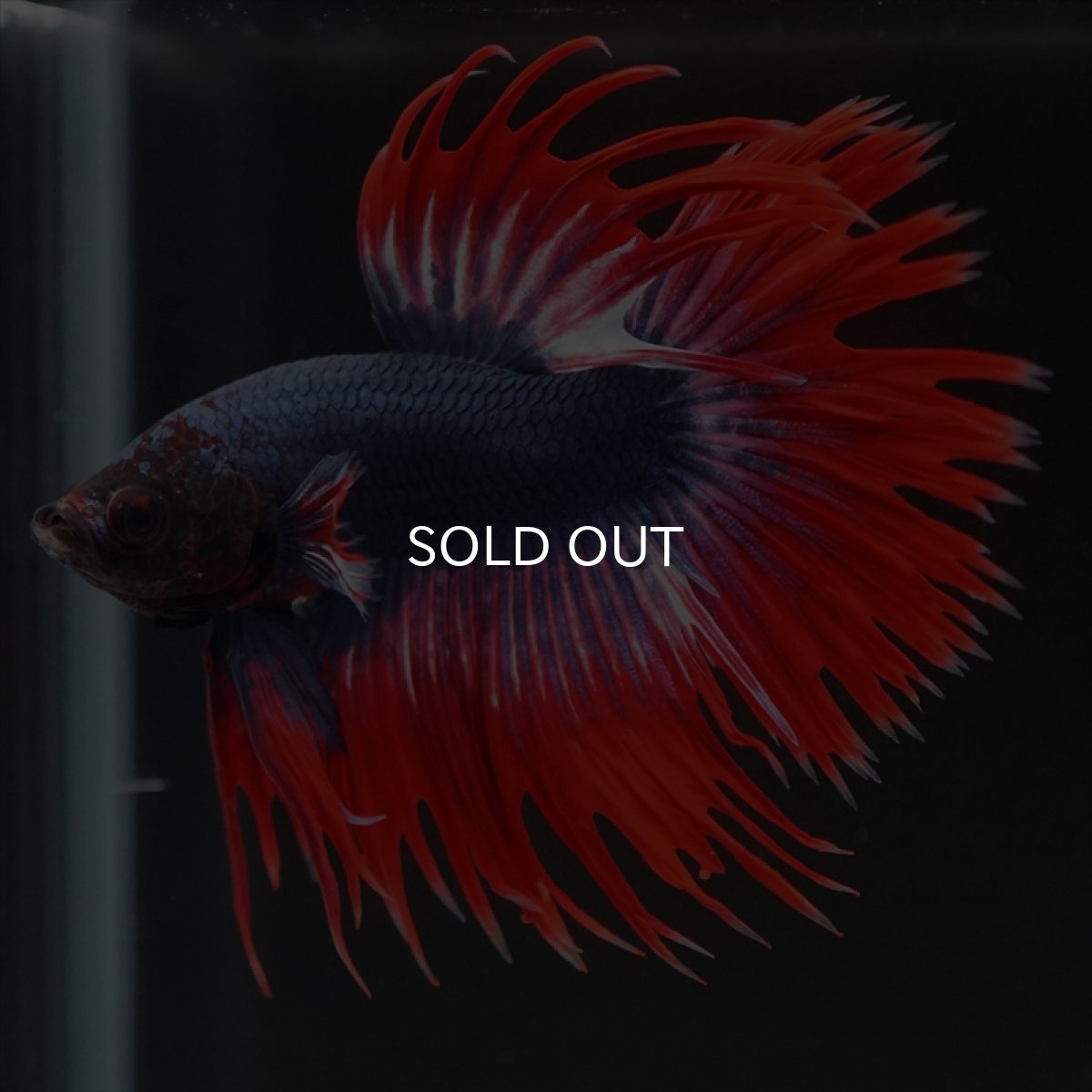 画像3: CT　タイフラッグ (3)