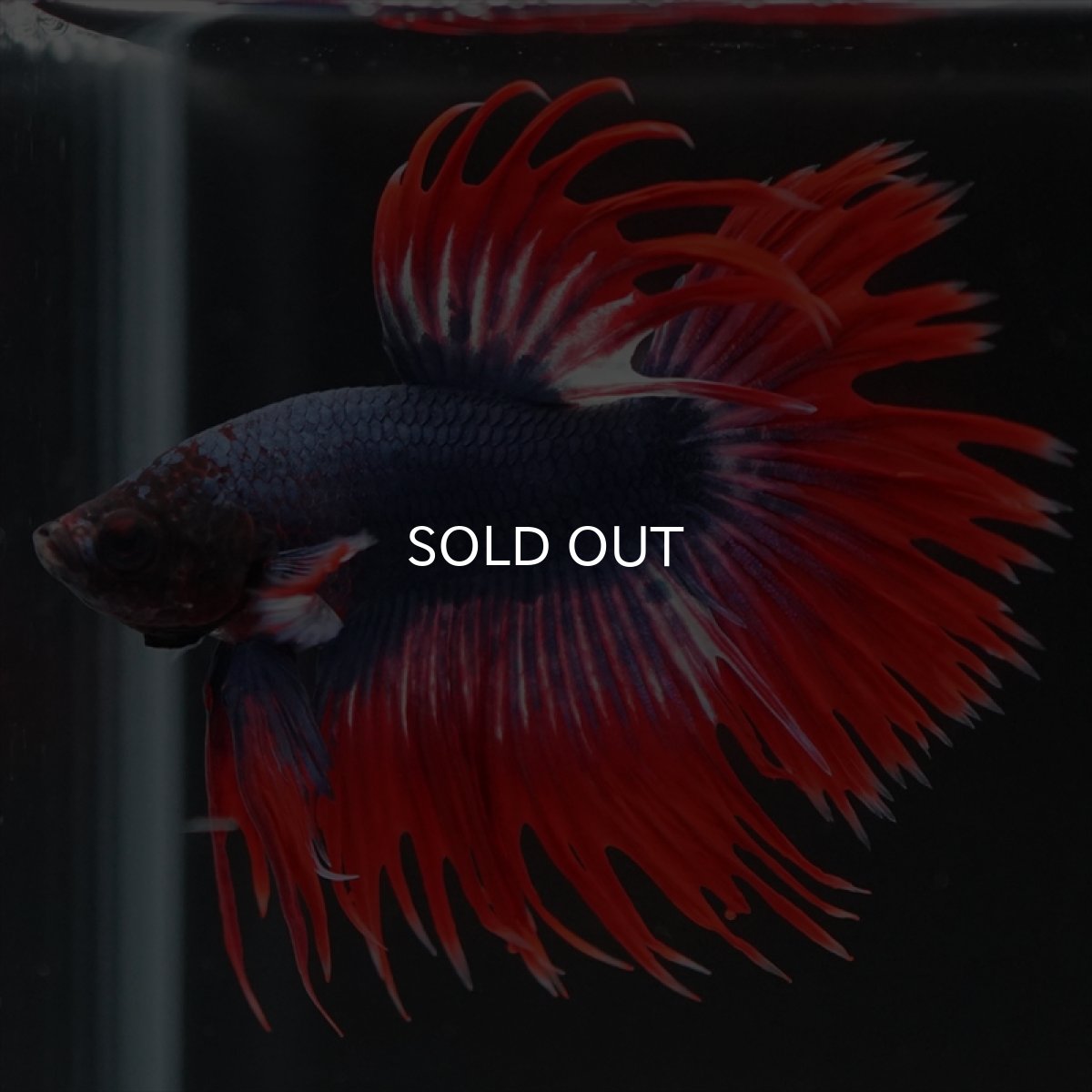 画像5: CT　タイフラッグ (5)