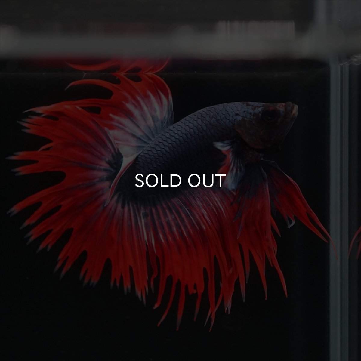 画像4: CT　タイフラッグ (4)