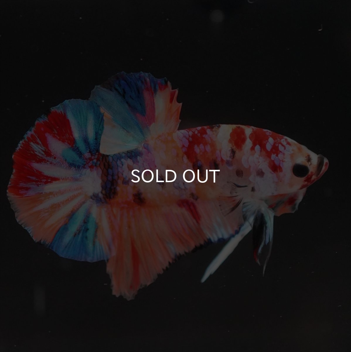 画像15: HMPK　キャンディギャラクシー (15)