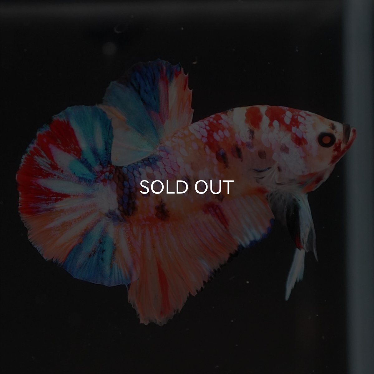 画像14: HMPK　キャンディギャラクシー (14)