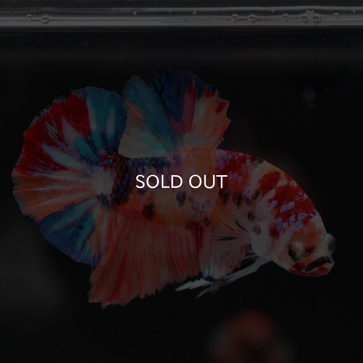 画像13: HMPK　キャンディギャラクシー (13)