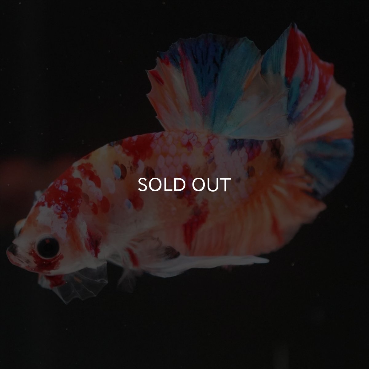 画像12: HMPK　キャンディギャラクシー (12)