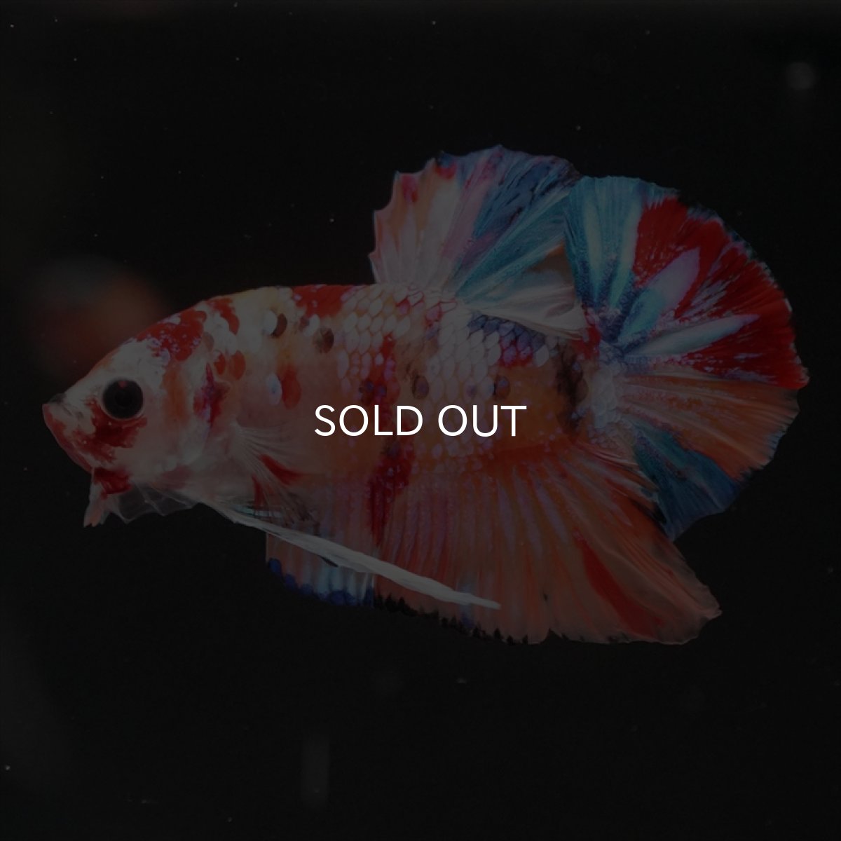 画像8: HMPK　キャンディギャラクシー (8)