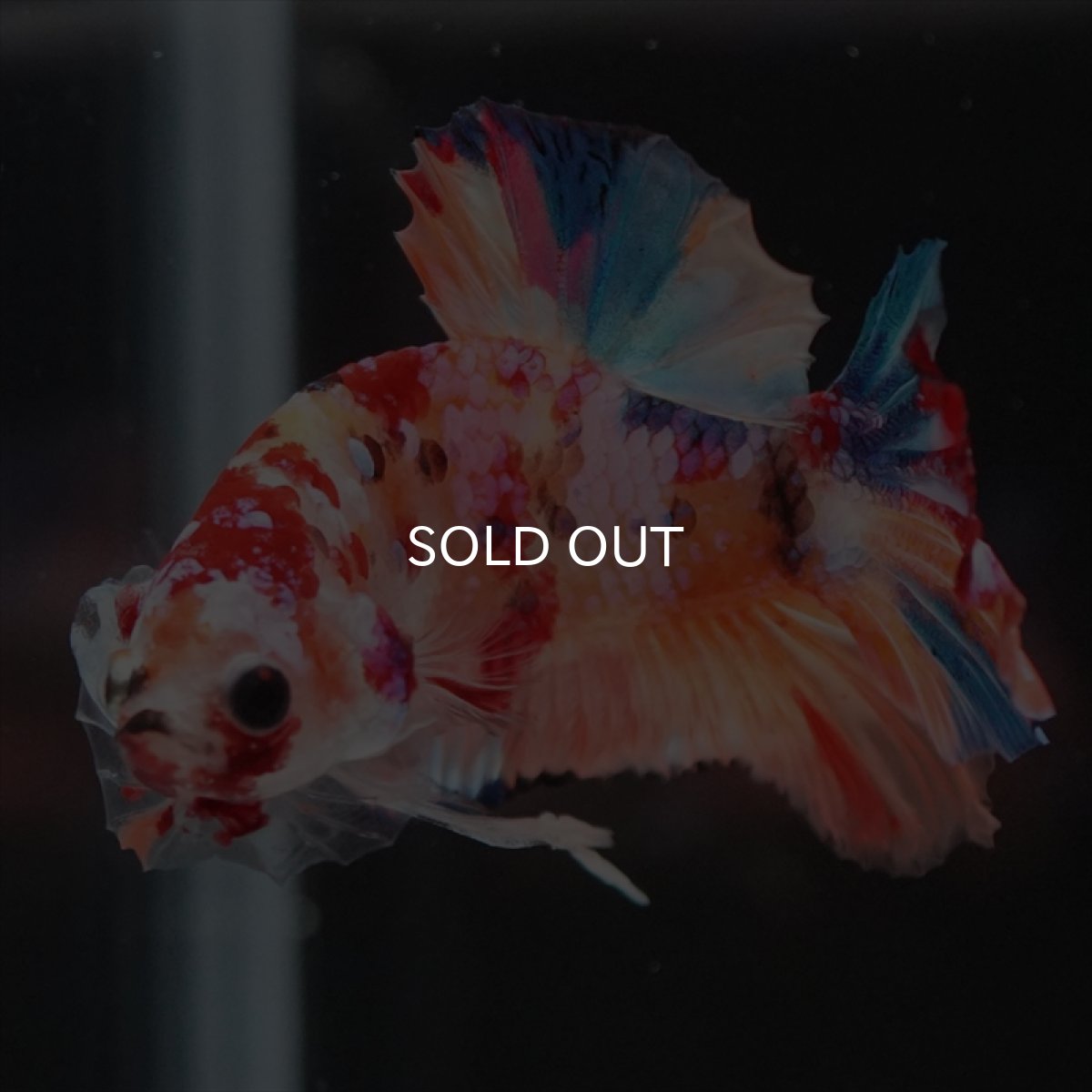 画像11: HMPK　キャンディギャラクシー (11)