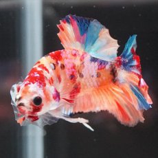 画像11: HMPK　キャンディギャラクシー (11)