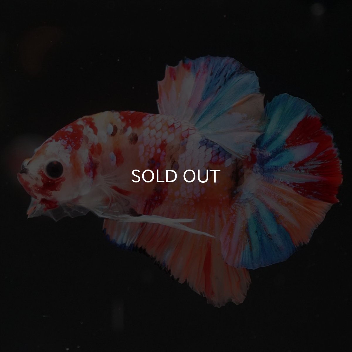 画像10: HMPK　キャンディギャラクシー (10)