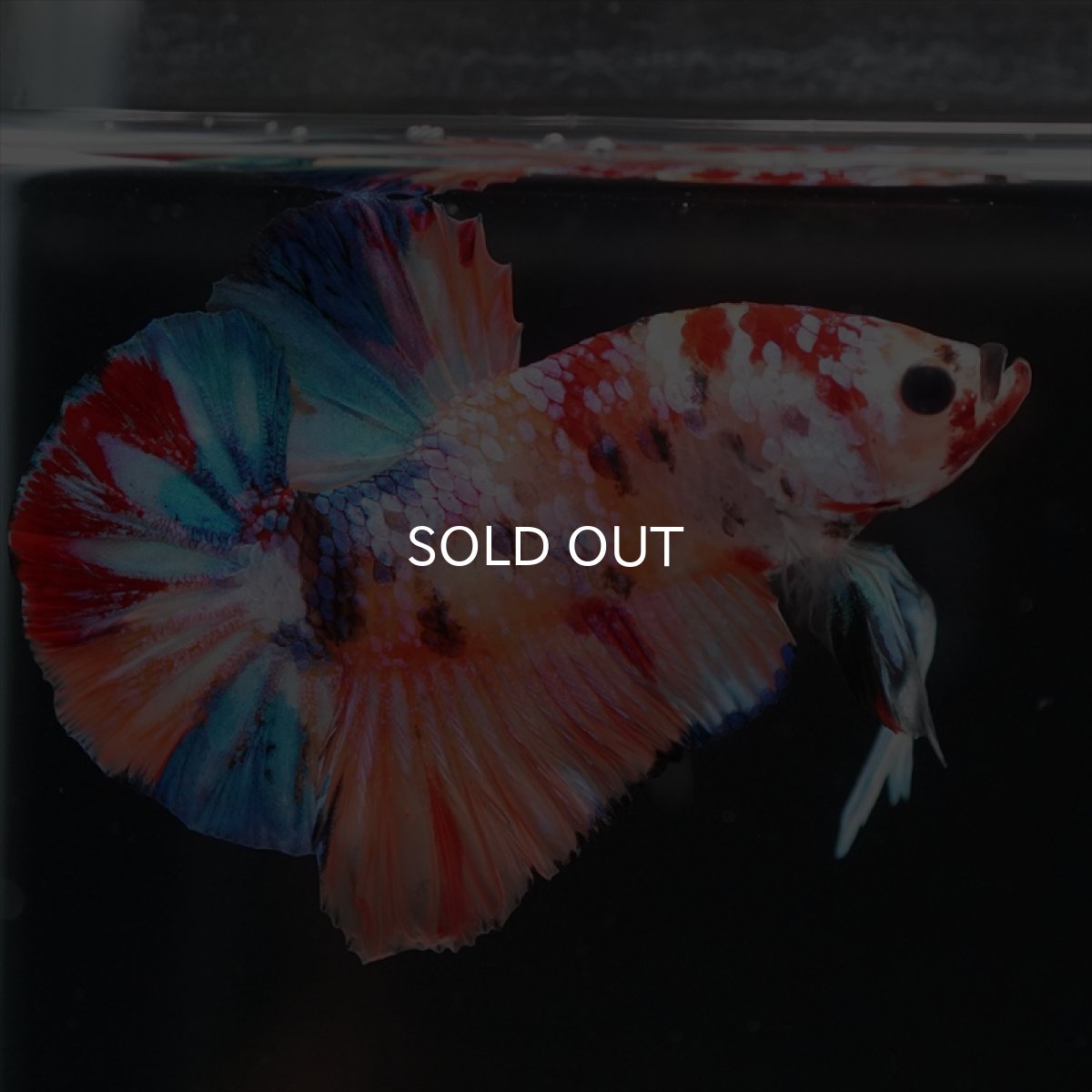 画像9: HMPK　キャンディギャラクシー (9)