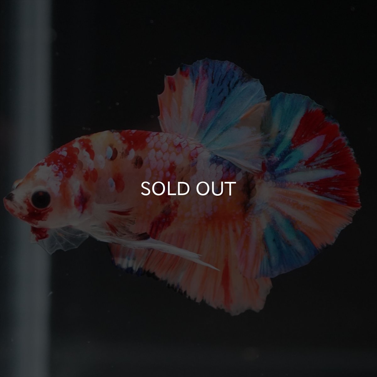 画像2: HMPK　キャンディギャラクシー (2)