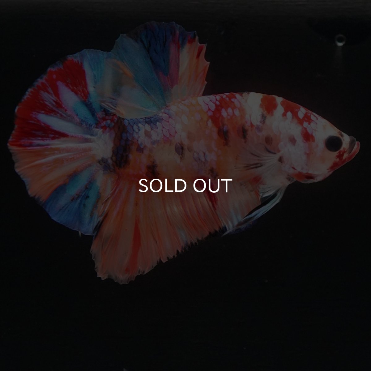 画像7: HMPK　キャンディギャラクシー (7)