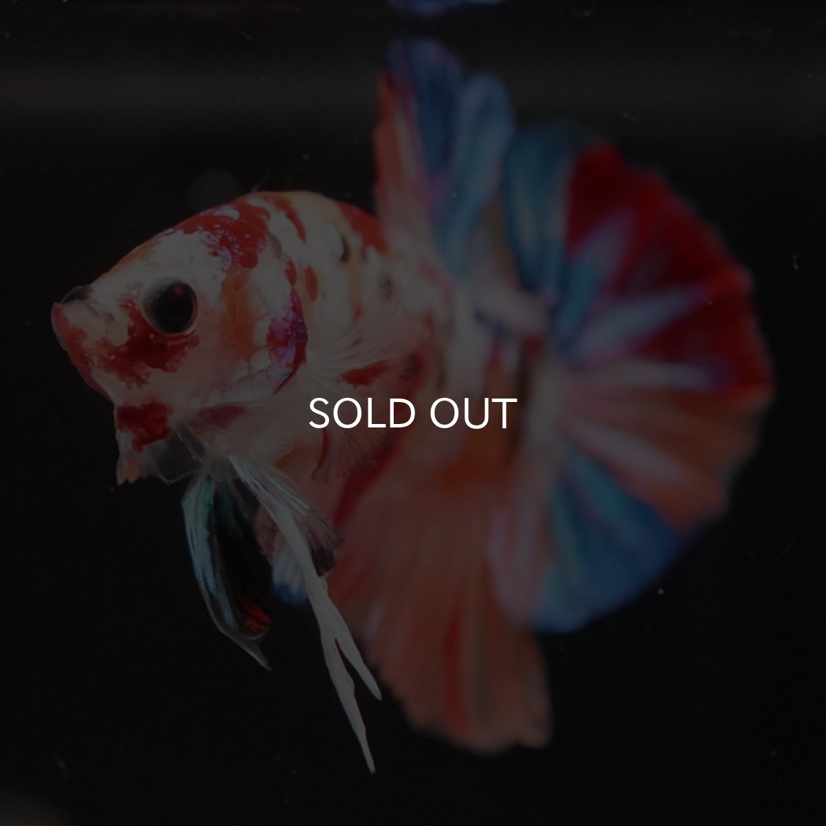 画像6: HMPK　キャンディギャラクシー (6)