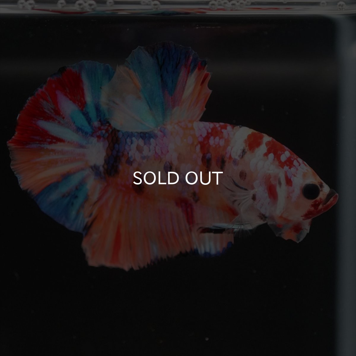 画像5: HMPK　キャンディギャラクシー (5)