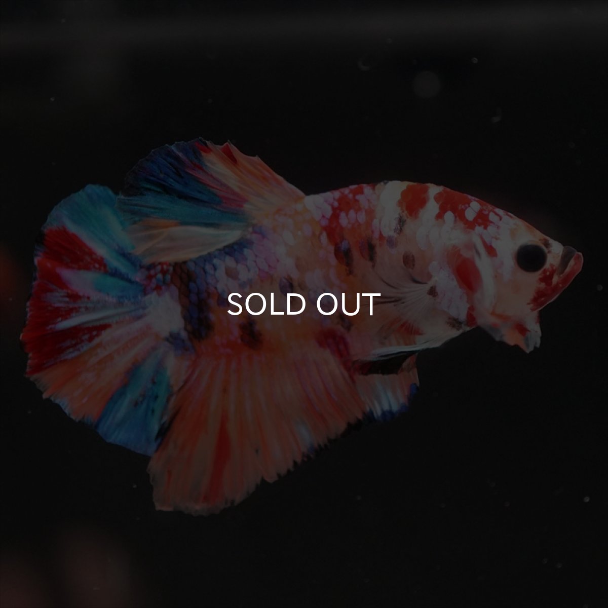 画像4: HMPK　キャンディギャラクシー (4)