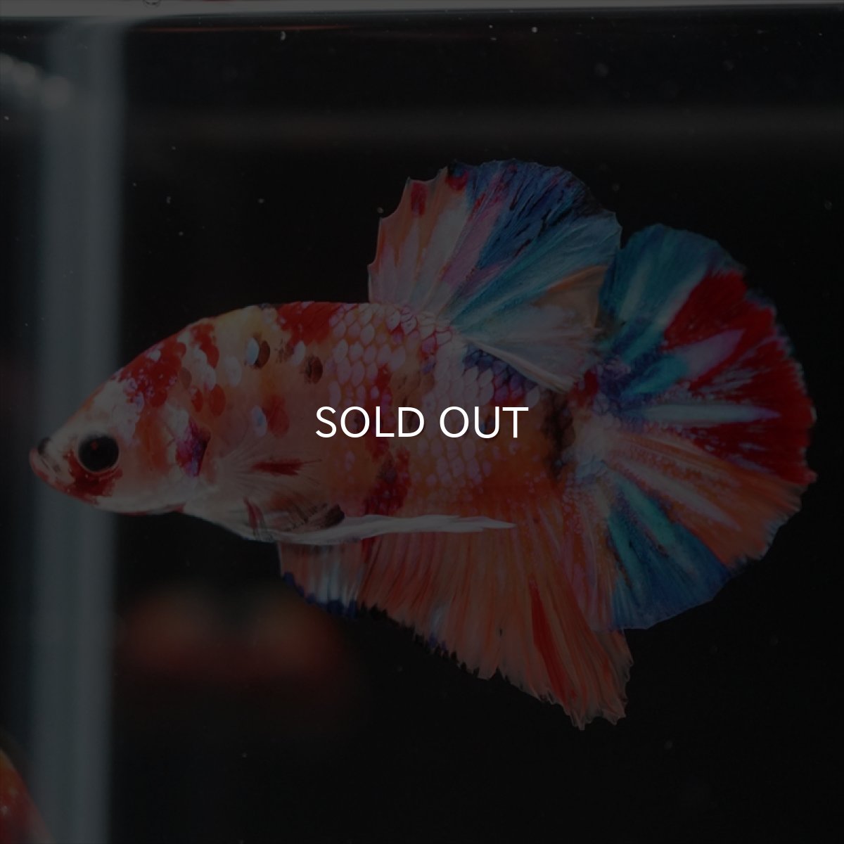 画像3: HMPK　キャンディギャラクシー (3)