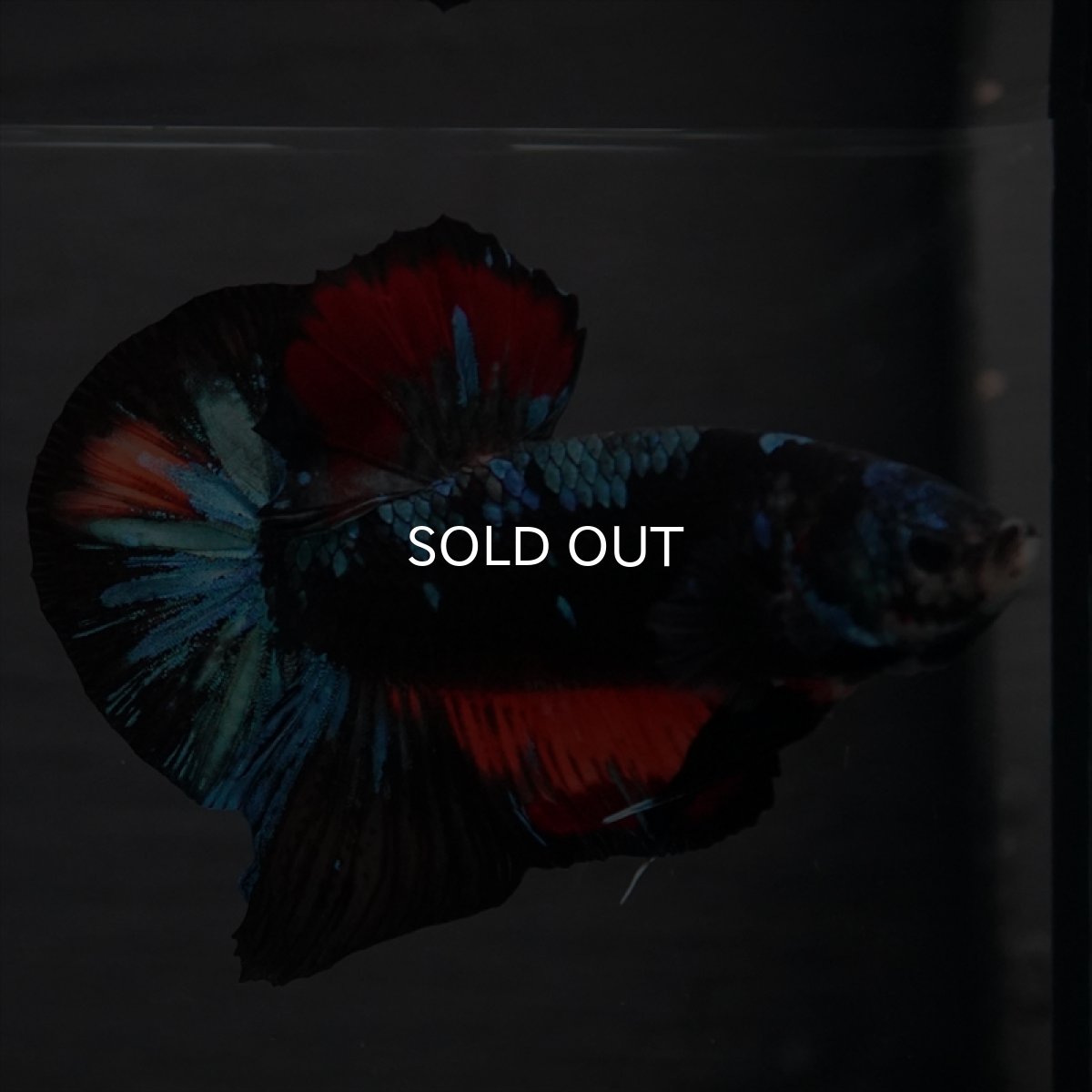 画像9: GHMPK ブラックスター　変わり柄 (9)