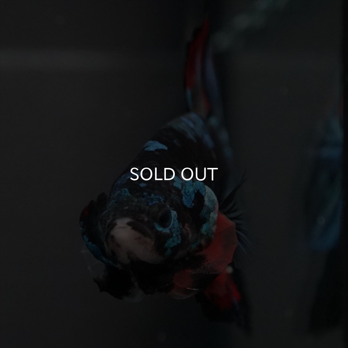 画像2: GHMPK ブラックスター　変わり柄 (2)