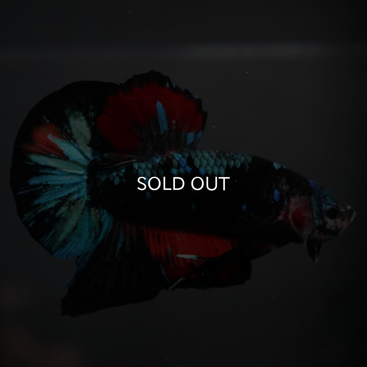 画像8: GHMPK ブラックスター　変わり柄 (8)