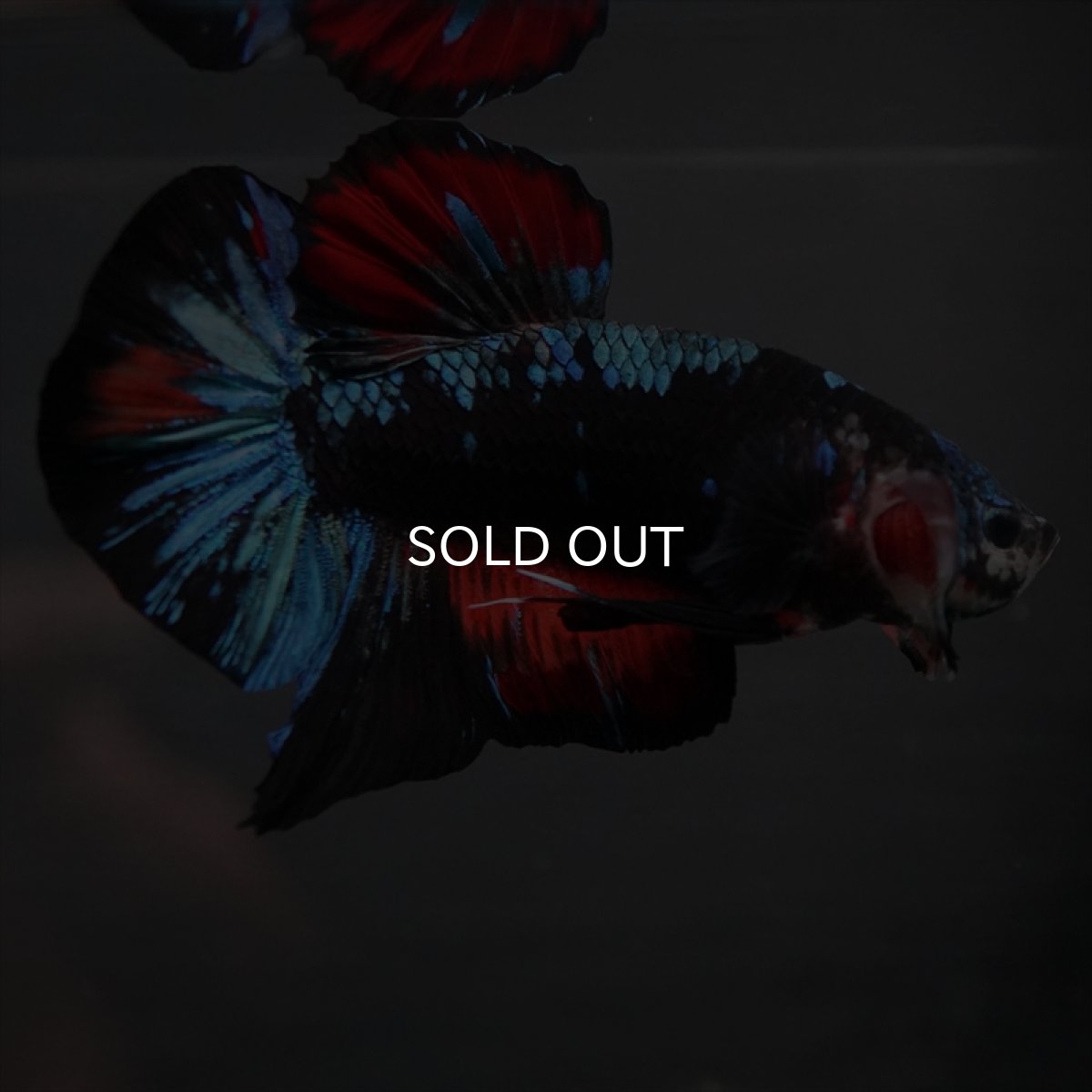 画像7: GHMPK ブラックスター　変わり柄 (7)